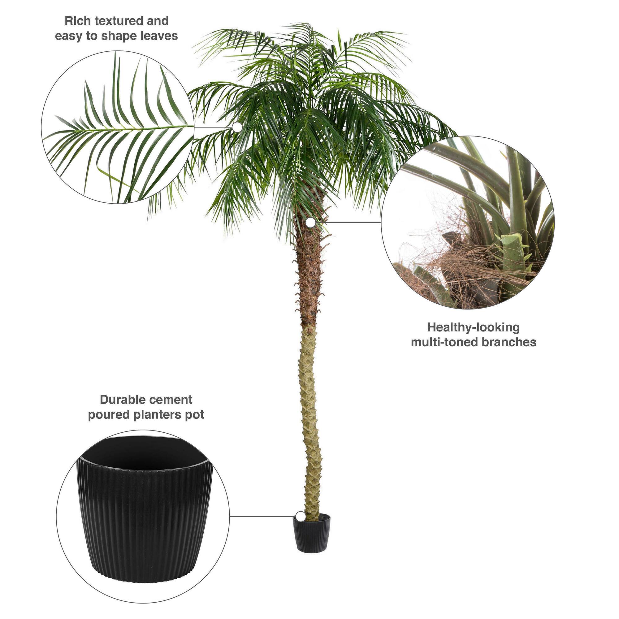 8ft. Potted Phoenix Palm Tree